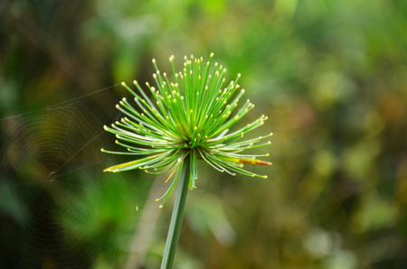 close up of a plantの写真素材