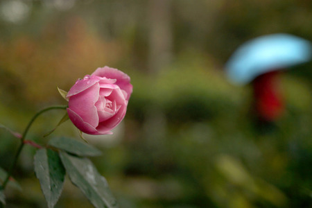 pink roseの写真素材