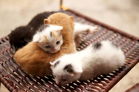 close up of kittensの写真素材
