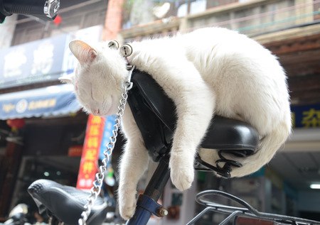 close up of a sleeping catの写真素材