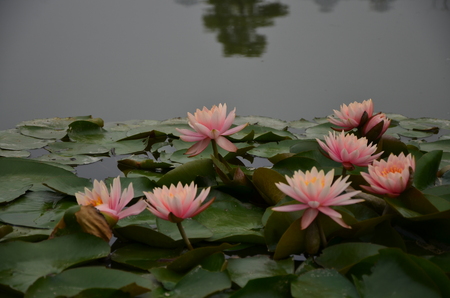 Lotus in the waterの写真素材