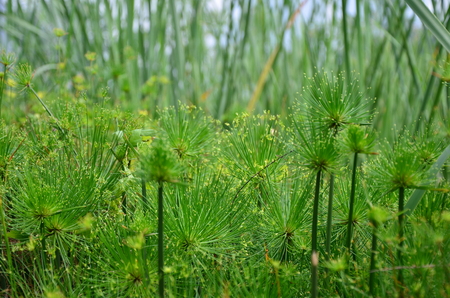 Green plantの写真素材