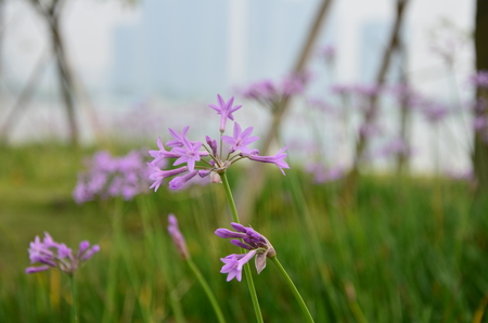 close up of purple flowersの写真素材