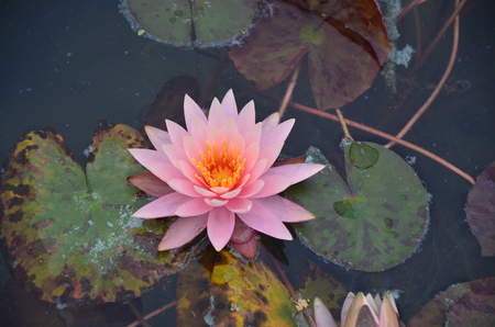 lotus in waterの写真素材