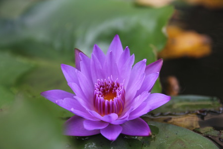 Flowerの写真素材