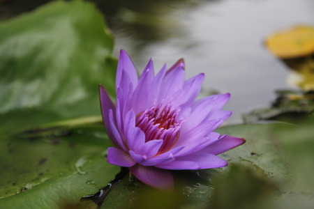 Flowerの写真素材