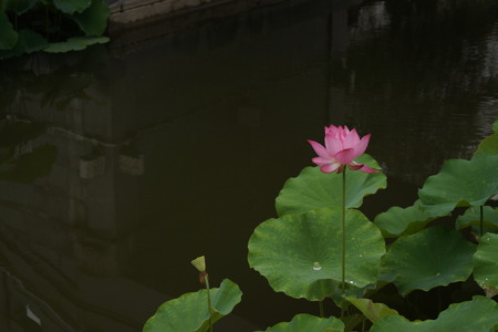 Flowerの写真素材