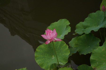 Flowerの写真素材