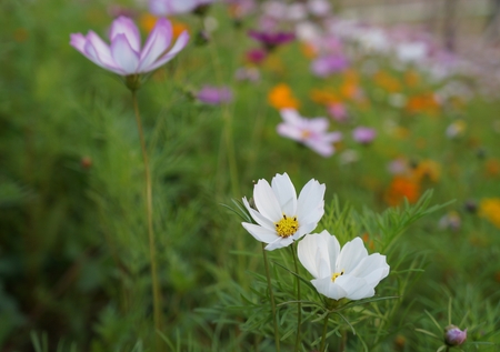 Flowerの写真素材