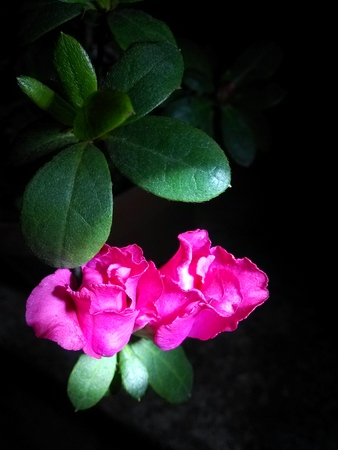Flowerの写真素材