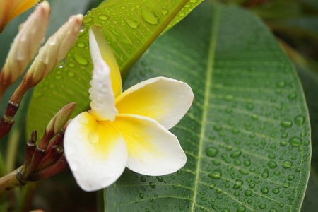 Flowerの写真素材