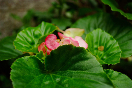 Flowerの写真素材