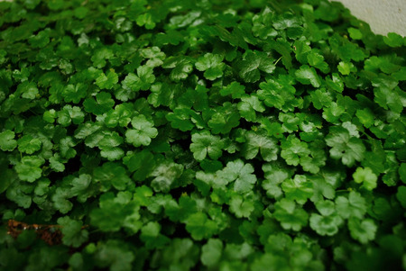 green leavesの写真素材