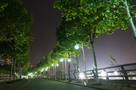 Treeの写真素材