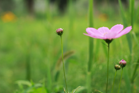 wild flowers in the parkの写真素材