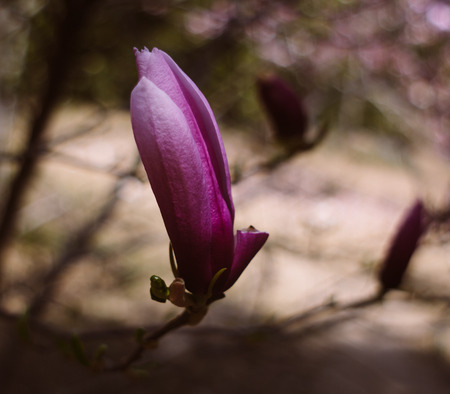 lonely blossoming pink magnolia in the springの写真素材