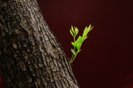 Buds on the tree,with red wall backgroundの写真素材