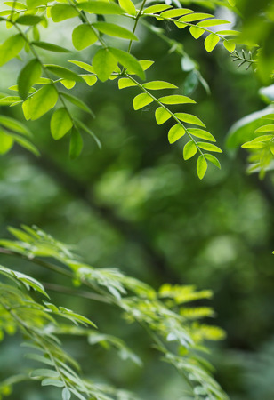 green leaf in springの写真素材