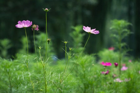 wild cosmos in springの写真素材