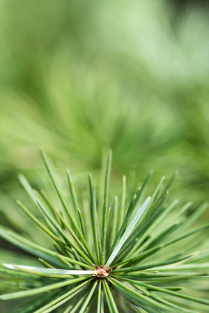 close up of pine needlesの写真素材