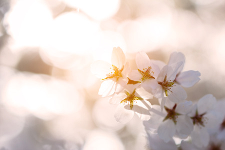 cherry blossom in the park
の写真素材