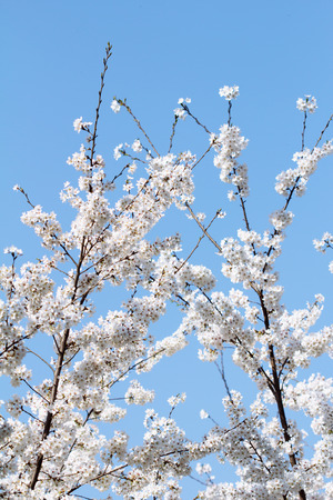 cherry blossom in the park
の写真素材