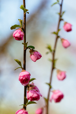 peach blossom in the parkの写真素材