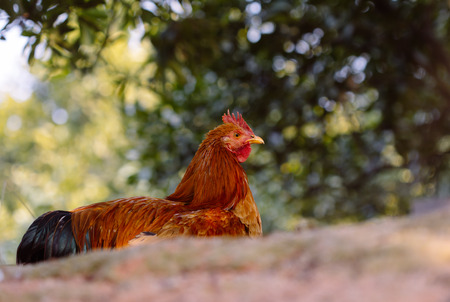 chooks in the farmの写真素材