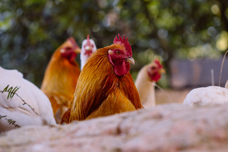 chooks in the farmの写真素材