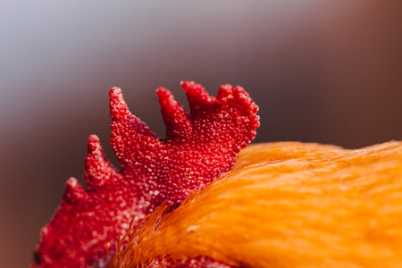 close up of chook's headの写真素材