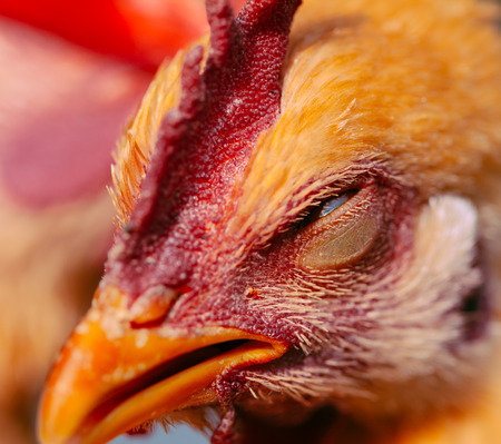 close up of chook's headの写真素材