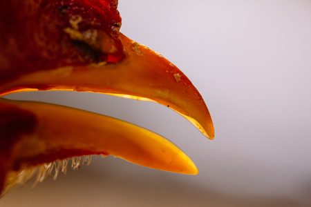 close up of chook's headの写真素材