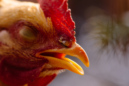 close up of chook's headの写真素材