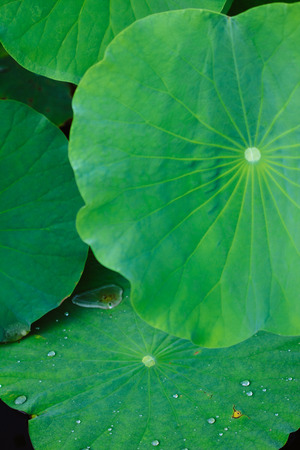 lotus leaves in the summerの写真素材