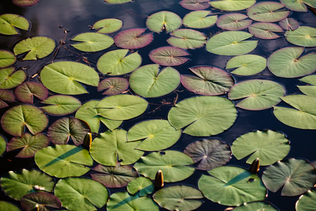 lotus leaves in the summerの写真素材