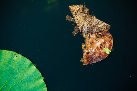 lotus leaves in the summerの写真素材