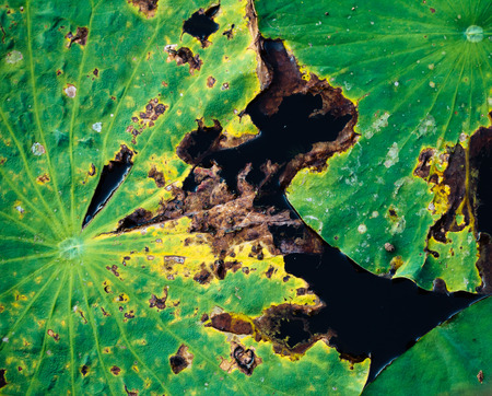 lotus leaves in the summerの写真素材