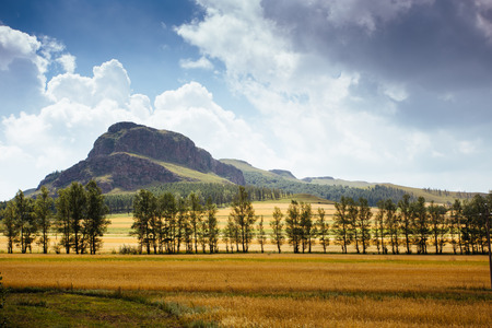 Wheat field in north Chinaの写真素材