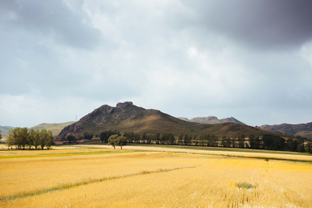 Wheat field in north Chinaの写真素材