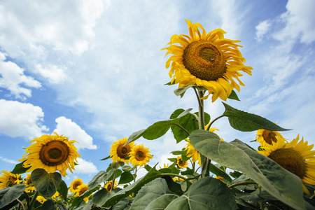 Sunflower in the field in summerの写真素材
