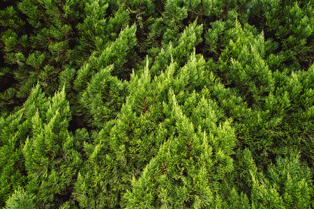 Cypress trees and stairs in the gardenの写真素材