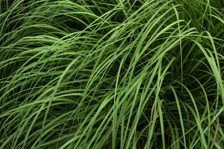 couchgrass in summerの写真素材