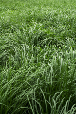 couchgrass in summerの写真素材
