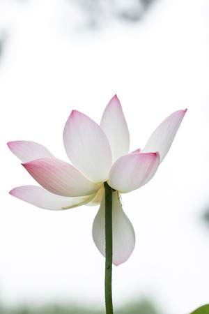 lotus flowerの写真素材