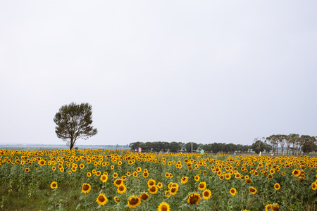 sunflower fieldの写真素材