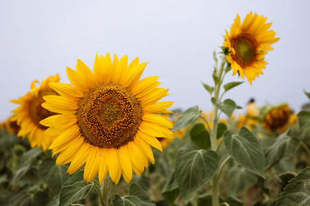 sunflower fieldの写真素材