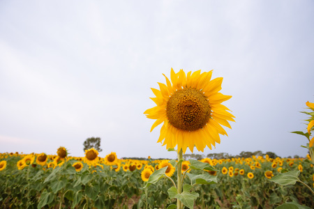 sunflower fieldの写真素材