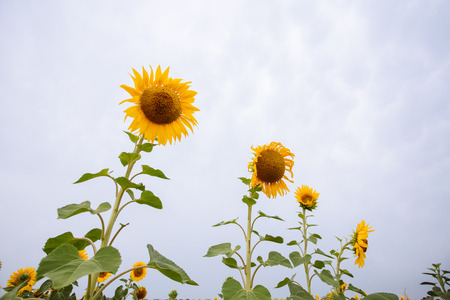 sunflower fieldの写真素材