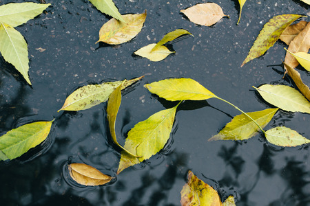 Fallen leaves on the wet groundの写真素材
