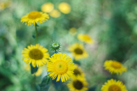 Daisy in the wildの写真素材